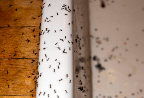 Best Termite Control Services  in Shenandoah, LA
