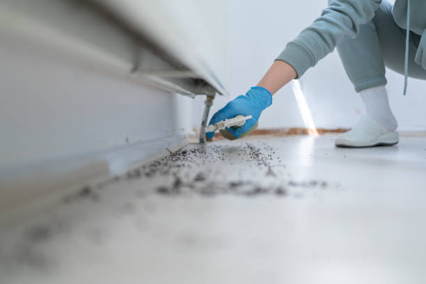 Best Emergency Pest Control  in Shenandoah, LA